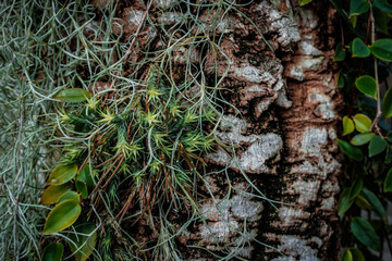 Full Frame of Green Leaves Pattern Background, Nature Lush Foliage Leaf Texture, tropical leaf
wood full of variety of green leaf topical plants some with flowers for background use.