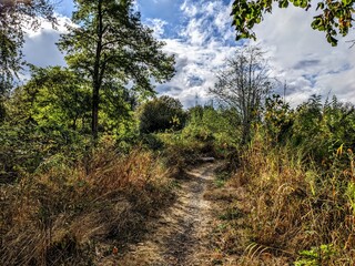 path in the forest