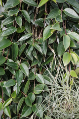 Full Frame of Green Leaves Pattern Background, Nature Lush Foliage Leaf Texture, tropical leaf
wood full of variety of green leaf topical plants some with flowers for background use.