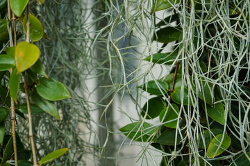 Obraz premium Full Frame of Green Leaves Pattern Background, Nature Lush Foliage Leaf Texture, tropical leaf wood full of variety of green leaf topical plants some with flowers for background use.