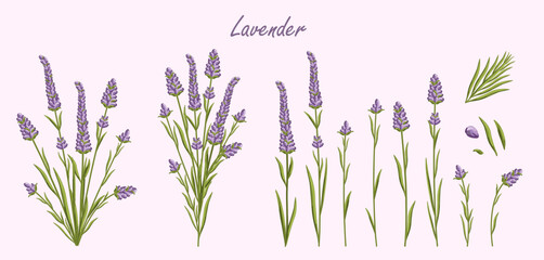 Fototapeta na wymiar Lavender flowers set. French Provence floral herbs with purple blooms. Botanical vector illustration on isolated background.