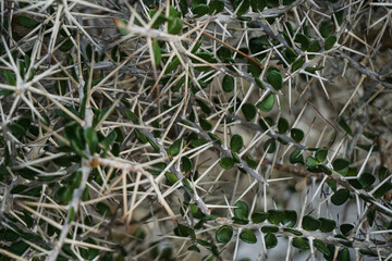Full frame of branches with green leaves and white thorns, texture for background.