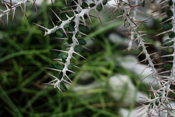 Full frame of green leaves pattern background, white spines, texture for background.
