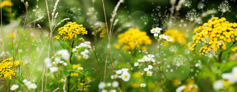 Different focused particles of pollen in a wildflower meadow. Biotope in spring with bright bokeh. Horizontal nature background for ecology and health.
