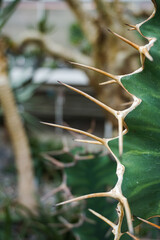 Cactus Background, Full frame detail close up. Close up texture of green cactus with needles	
