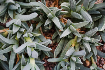 Succulent plants on concrete stone background. Minimal floral flat lay