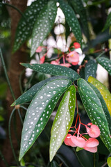 Full Frame of Green Leaves Pattern Background, Nature Lush Foliage Leaf Texture, 
plants some with flowers for background use.
