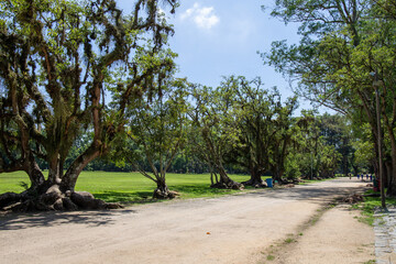 Burle Marx park - Parque da Cidade, in S&atilde;o Jos&eacute; dos Campos, Brazil. Tall and beautiful palm trees.