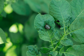 A colorado potato beetle, sitting on the leaves of a potato plant. Leptinotarsa decemlineata