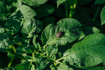 A colorado potato beetle, sitting on the leaves of a potato plant. Leptinotarsa decemlineata.