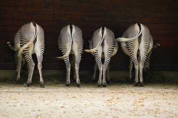 adorable zebra butts