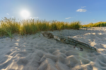 Beautiful seaside green vegetation on a beautiful sandy calm beach