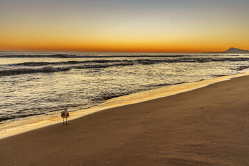 Beautiful sunset on a quiet sandy beach with the company of a bird