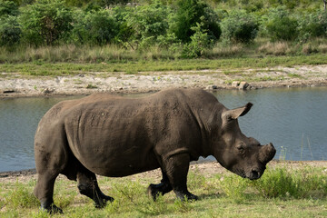 A white rhino walks on the bank of the Crocodile River. The far bank of the river is densely forested with green bush and trees. 