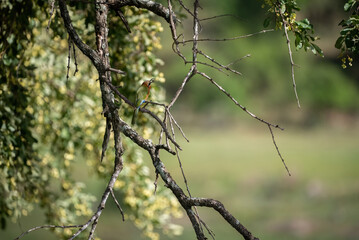 A wide scenic view of a White-fronted Bee-eater sitting on a branch against a blurred leafy green background. 