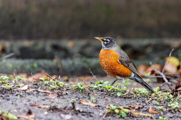 American robin - Turdus migratorius -  quintessential early bird