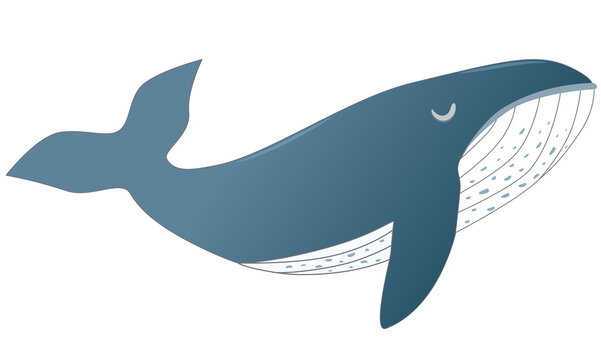 Vector of blue whale cartoon vector design