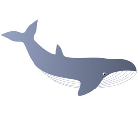Whale vector isolated animal illustration 
