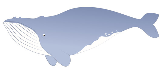 Vector of big whale mammal illustration