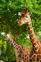 Giraffes animals stand on green grass near trees in summer