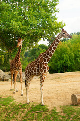 Naklejka premium Giraffes animals stand on green grass near trees in summer