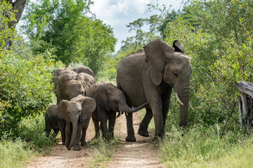 Fototapeta premium Cute baby elephants walk along a dirt road with a herd through dense green bush and trees.