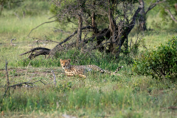 A lazy cheetah lying on its side in the shade and staring into the distance.