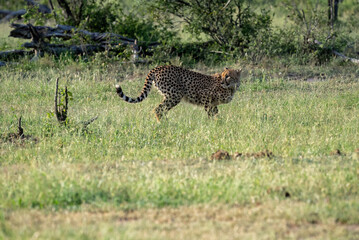 A lovely cheetah is crouched in the grass, its head turned backwards, watching. 