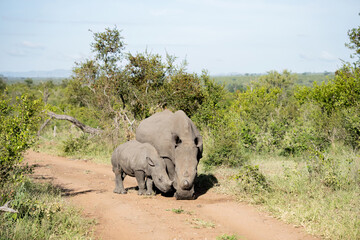 Naklejka premium A white rhino mother and her calf on a sandy road in the dense green bush of the African wild. 