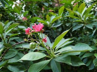 red and white flowers