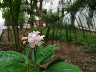 pink and white flower