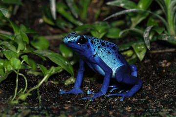 Blue poison dart frog front view, Dendrobates tinctorius azureus