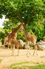 Naklejka na ściany i meble Giraffes animals stand on green grass near trees in summer