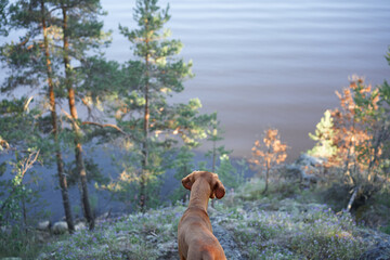 Hungarian Vizsla On a stone beach stands and looks at the lake. Dog in nature. Hiking with a pet in...