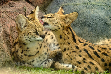 portrait of a servals