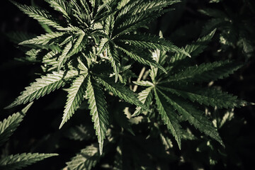 Plantation of cannabis, illuminated by sunlight. Hemp plants on a dark natural background. Selective focus.