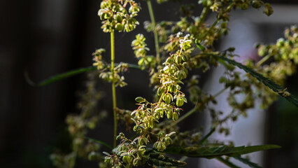 Ripening seeds on a cannabis plant against a blurred natural background. Selective focus.