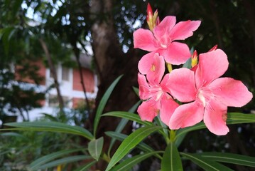 pink flowers