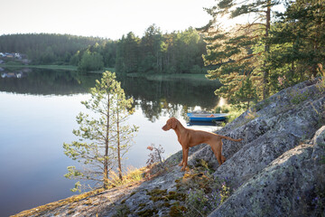 Hungarian Vizsla On a stone beach stands and looks at the lake. Dog in nature. Hiking with a pet in woods