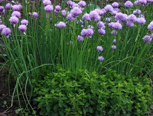 Flowering chives, lat. Allium schoenoprasum, and oregano in permaculture garden. Ecological gardening combines different types of vegetable and flowers.