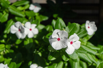 緑の葉と白い花びらのコントラストが美しい、夏のニチニチソウ
