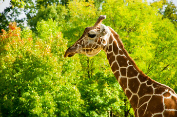 Giraffes animals stand on green grass near trees in summer