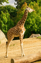 Obraz premium Giraffes animals stand on green grass near trees in summer