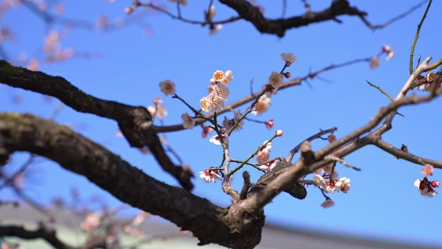 梅まつり，亀戸天神の境内には、道真が好んだ梅が300本以上植えられている。さらに境内の本殿前には、道真公が5歳で詠まれた「美しや紅の色なる梅の花あこが顔にもつけたくぞある」という歌碑と銅像がある。