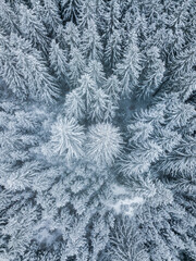 Aerial view of winter forest with snow covered trees in the wilderness. Drone photography.