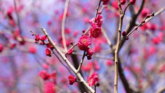 梅まつり，亀戸天神の境内には、道真が好んだ梅が300本以上植えられている。さらに境内の本殿前には、道真公が5歳で詠まれた「美しや紅の色なる梅の花あこが顔にもつけたくぞある」という歌碑と銅像がある。