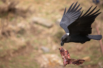 White Neck Raven 