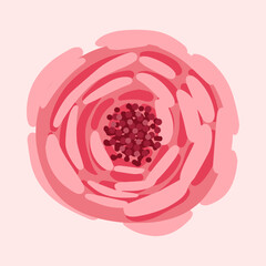 Cute pink rose bud. Botanical vector illustration isolated on pink background for postcard, poster, ad, decor, fabric and other uses.