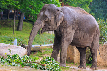 Naklejka premium The elephant during the rain. Background with selective focus and copy space