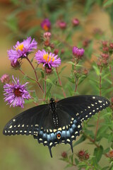 Eastern black swallowtail female (papilio polyxenes) on New England aster